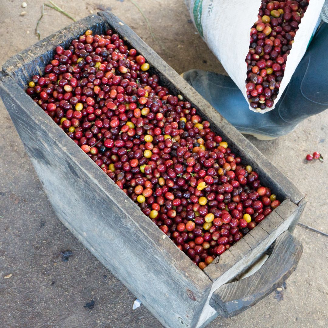 Creature Coffee - VERACRUZ COWBOY
