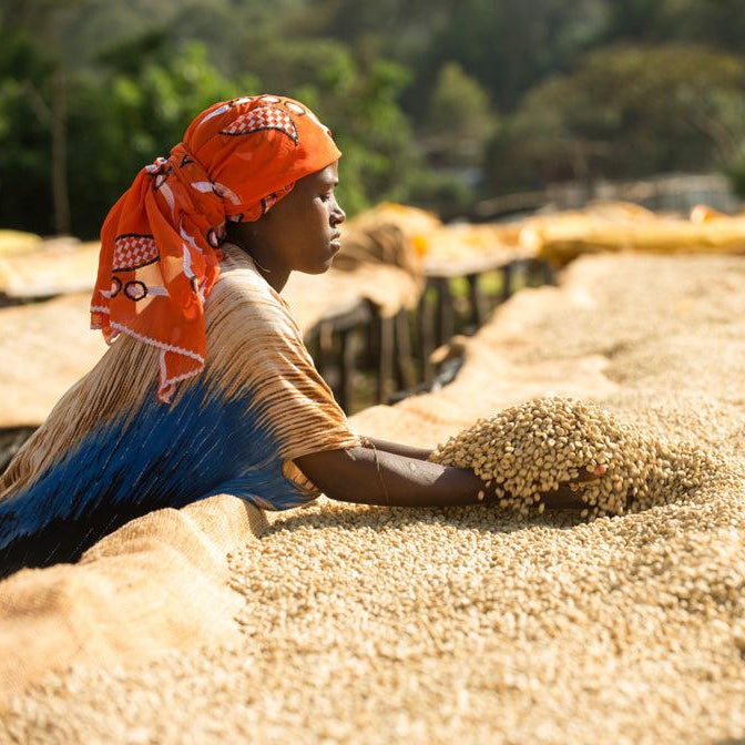 Ecstatic Expression - Ethiopian Abana Estate - Washed Process