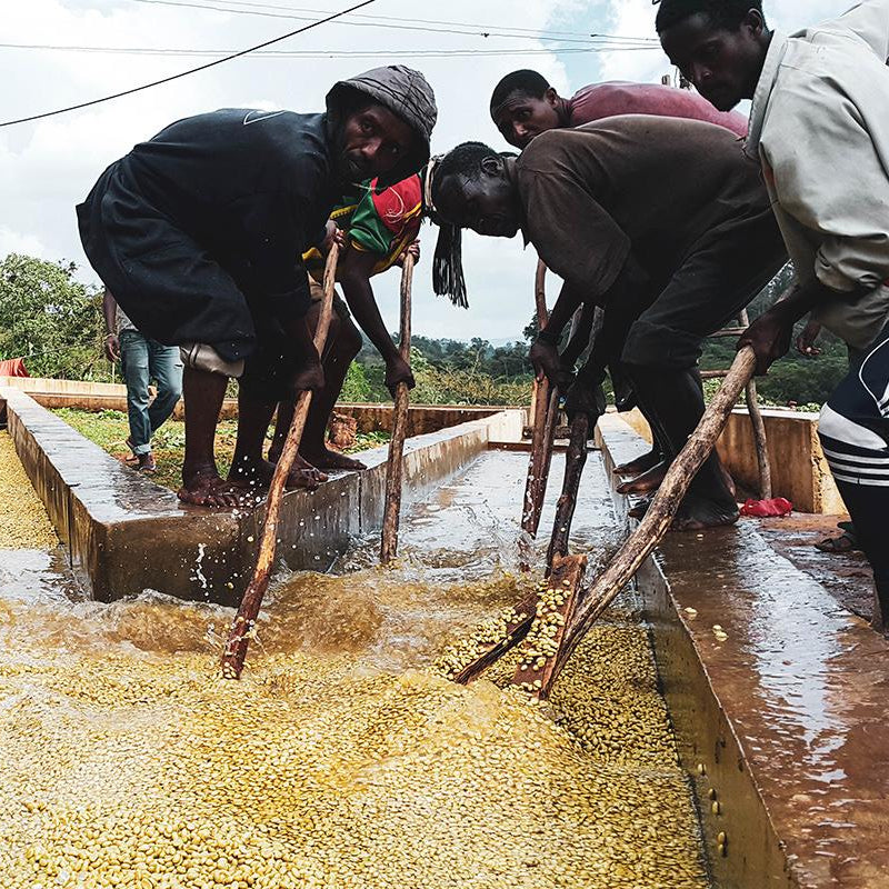 Ecstatic Expression - Ethiopian Abana Estate - Washed Process